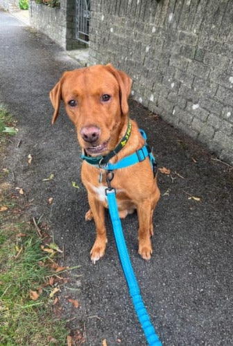 Foto de cliente: un labrador rojo sentado en un camino con un arnés hale & hound azul cielo