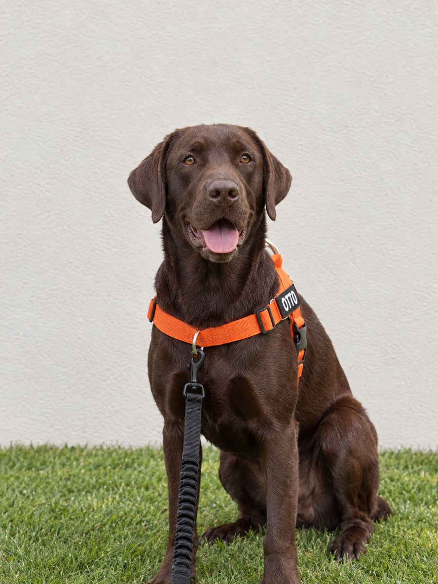 Un labrador chocolate sentado en la hierba con un arnés hale & hound naranja, con la correa enganchada a la anilla del pecho