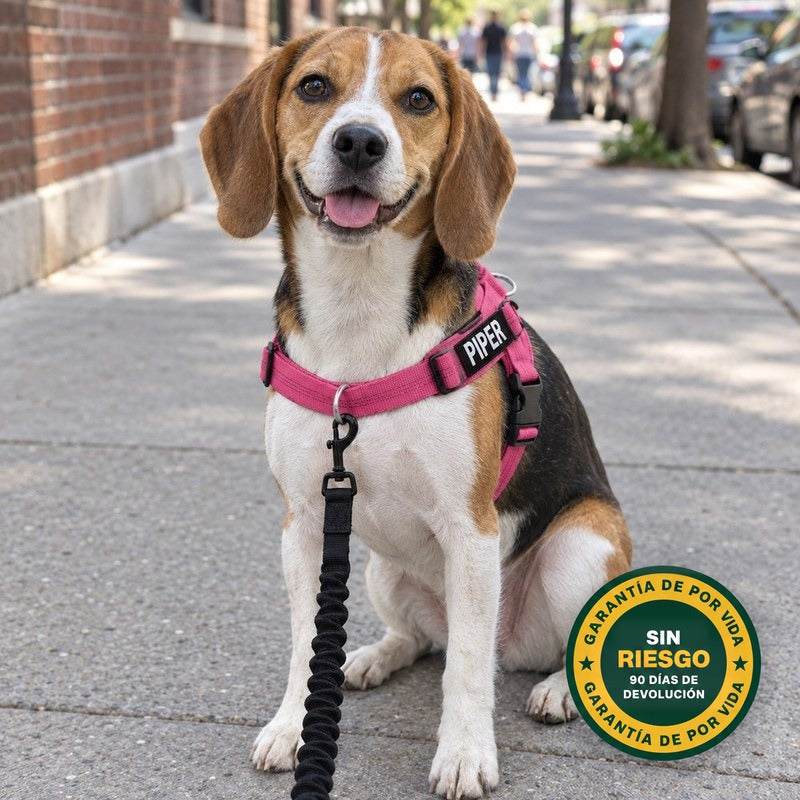 Un beagle sentado en una acera de ciudad con un arnés rosa junto a un sello de garantía de por vida