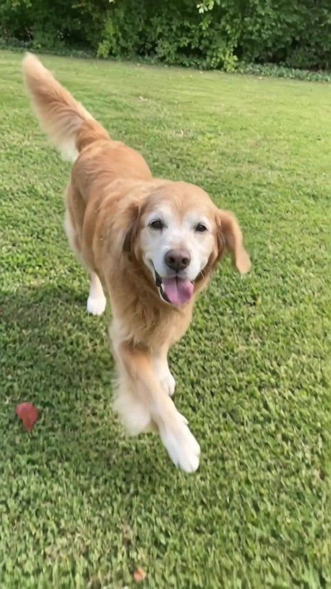 Gus, después