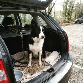 La border collie de Haley viajando en el asiento trasero del coche