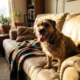 El terrier mayor de Michelle descansando en el sofá