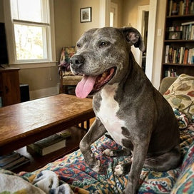El perro grande y gris de Ned sentado en el sofá